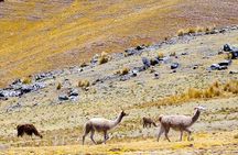 3-Day Huchuy Qosqo Trek to Machu Picchu Private Service