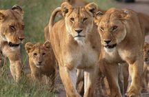 4 Days Small Group Maasai Mara and Lake Nakuru Safari 