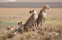 Overnight Tsavo East National Park Safari from Mombasa OR Diani Beach