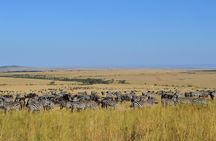 7 days itinerary touring Masai Mara, Nakuru, Amboseli, both Tsavo ending Mombasa