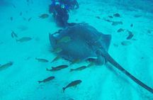 PADI Scuba Diving Courses in Tenerife: All Specialities Until Divemaster