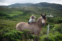 2-Day Connemara and Galway Bay Rail Tour from Dublin