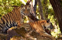 Khajuraho Erotica & Panna Exotica Wildlife