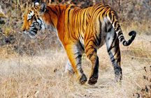 Adventures Ranthambore Wildlife Safari Tour from Delhi with Safari Rides