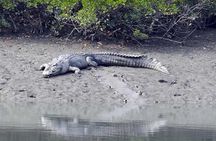Exploring the beauty of Sunderban