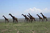 4 Days, 3 Nights Group budget Safari, Lake Manyara, Serengeti, Ngorongoro
