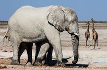4 Day Etosha National Park and Swakopmund Camping