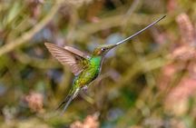 Hummingbirds of Colombia mini tour. 3d/2n