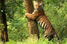 Khajuraho with Land of the Tigers