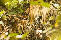 Golden Triangle Tour with Ranthambore from Delhi