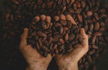 2-Day Exclusive Coffee and Cacao Experience