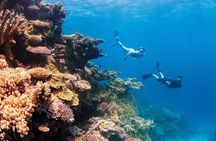 Full Day Snorkel the Great Barrier Reef Cruise From Shute Harbour