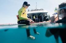 Full Day Snorkel the Great Barrier Reef Cruise From Shute Harbour
