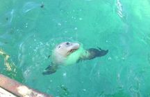 Abrolhos Islands Scenic Flight & Snorkel Adventure from Perth