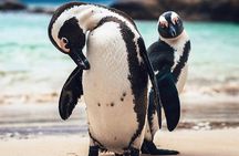 7-day Cape Town, Winelands, Garden Route and Addo National Park