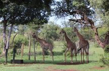 Elephant Experience & Lesedi Cultural Village 
