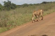 Lake Nakuru National Park Day Tour from Nairobi