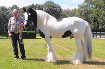 Gypsy Gold Horse Farm Tour 