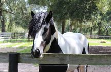 Gypsy Gold Horse Farm Tour 