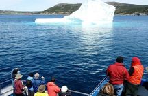 Newfoundland Puffin and Whale Watch Cruise