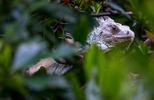 Bioluminescent Bay Night Kayaking in Laguna Grande Fajardo 7:30pm