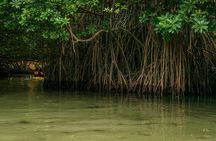 Bioluminescent Bay Night Kayaking in Laguna Grande Fajardo 7:30pm
