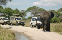 6 Days Camping Tours Lake Manyara, Ngorongoro,Serengeti National Park