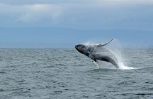 Wildlife Viewing and Whale Watching Quest