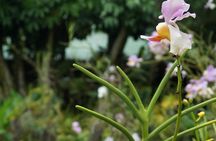 Vuda Lookout, Vesisei Village, Market, Temple & Garden of Sleeping Giant Tour