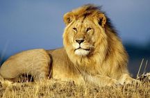 4 days wildlife safaris in uganda
