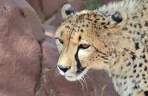 Rhino and Lion Park Guided Tour from Pretoria, THURSDAYS & SUNDAYS