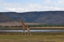 Pilanesberg National Park Full-Day Tour from Johannesburg
