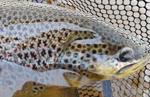 Private Lake and River Fishing Tour from Reykjavik
