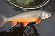 Private Lake and River Fishing Tour from Reykjavik