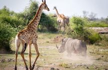 4-day Soweto & Pretoria, Lion Park, Magalies/Pilanesberg Safari