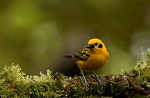 Full-Day Private Birding Tour in La Paz Refuge & Hummingbirds