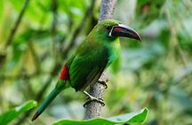 Full-Day Private Birding Tour in La Paz Refuge & Hummingbirds