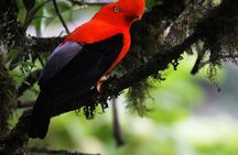 Full-Day Private Birding Tour in La Paz Refuge & Hummingbirds