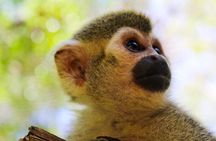 Akumal Monkey Sanctuary