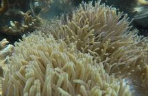 Cham Islands Snorkeling Tour by Wooden Boat from Hoi An