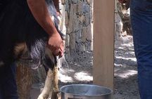 Landrover Safari Explore Shephard's Hut and Cheese Making Process