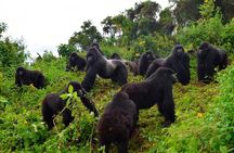 3 days Uganda Gorilla safari tour with relaxation on Lake Bunyonyi