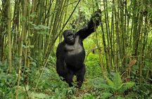 3 days Uganda Gorilla safari tour with relaxation on Lake Bunyonyi