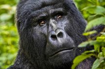 8 days Uganda Primate & Wildlife safari tour