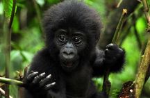 5 days gorilla & Wildlife safari in Uganda
