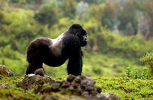 5 days gorilla & Wildlife safari in Uganda