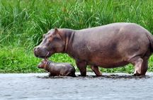 2 Day - Murchison Falls National Park Big 5 Safari