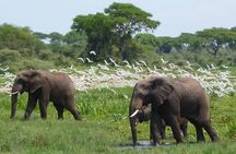 2 Day - Murchison Falls National Park Big 5 Safari