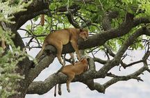 8 days Uganda Primate & Wildlife safari tour