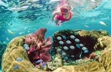 Key Largo Snorkeling Tour - rental mask, fins and vest INCLUDED